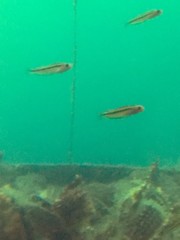 Forsterygion maryannae