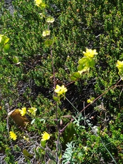 Biscutella laevigata