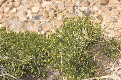 Image of Acamptopappus shockleyi by (c) Steve Matson, some rights reserved (CC BY)