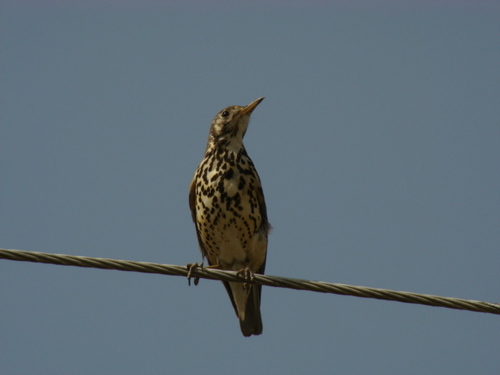 Ethiopian Thrush