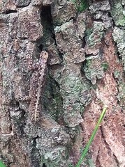 Gonatodes vittatus