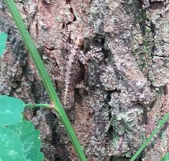 Gonatodes vittatus