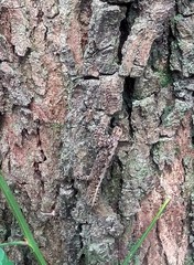 Gonatodes vittatus