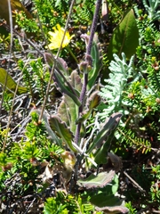 Biscutella laevigata