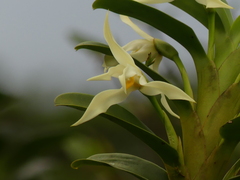 author not stated, no rights reserved Maxillaria inaudita, photograph author not stated, no rights reserved