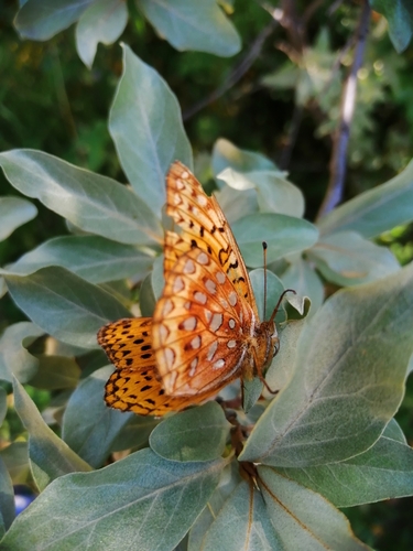 Aphrodite Fritillary photo 4