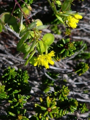Biscutella laevigata