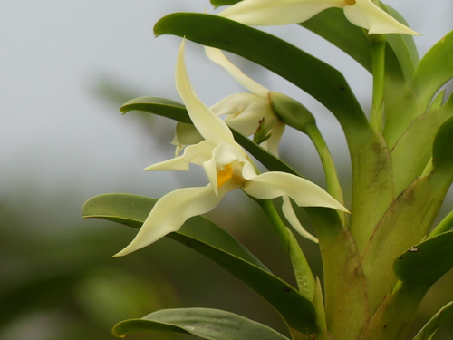 Maxillaria inaudita, photograph 4