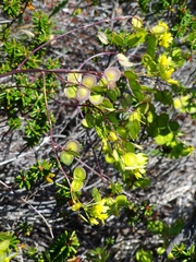 Biscutella laevigata