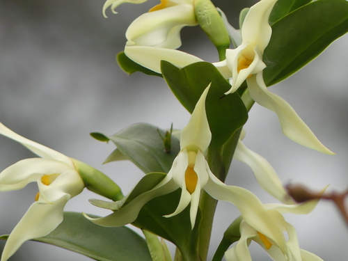 Maxillaria inaudita, photograph 6