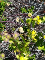 Biscutella laevigata