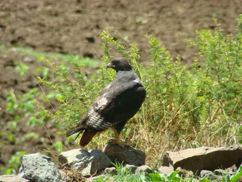 Augur Buzzard