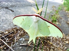 Actias