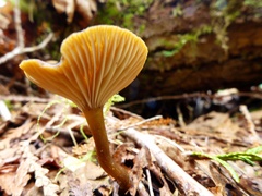 Pseudoarmillariella ectypoides