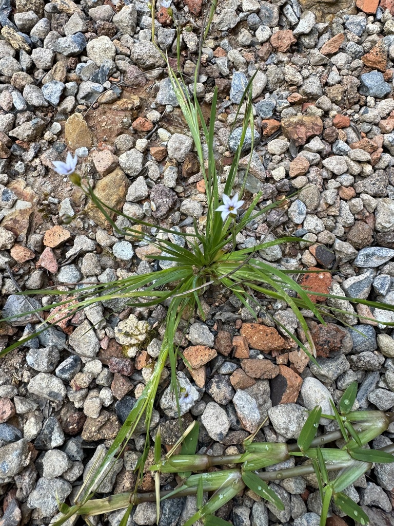 Blue Eyed Grasses In December 2023 By Valmarita INaturalist   Large 