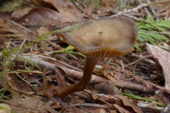 Pseudoarmillariella ectypoides