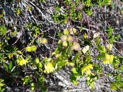 Biscutella laevigata