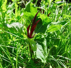 Trillium angustipetalum
