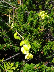 Biscutella laevigata
