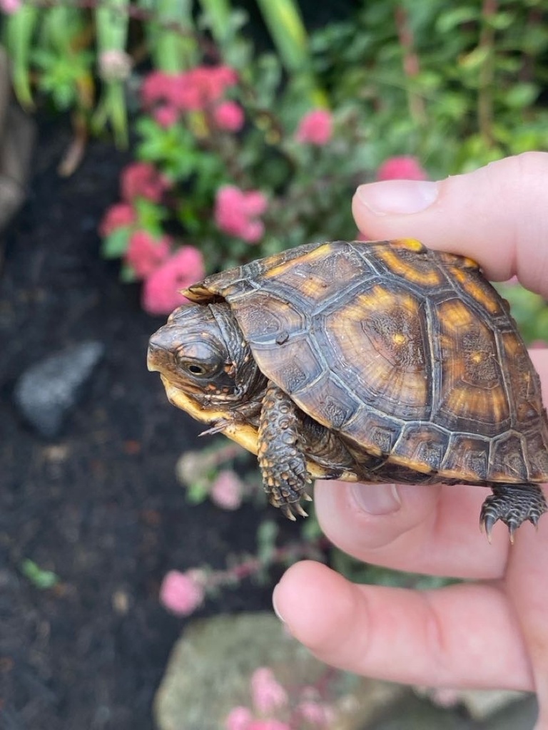 Eastern Box Turtle in August 2023 by cpcrawford · iNaturalist