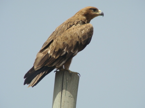Steppe Eagle