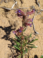 Anchusa calcarea