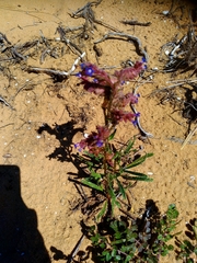 Anchusa calcarea