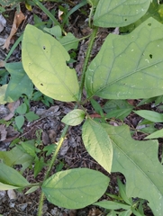 Solanum volubile image