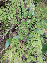 Adiantum concinnum image