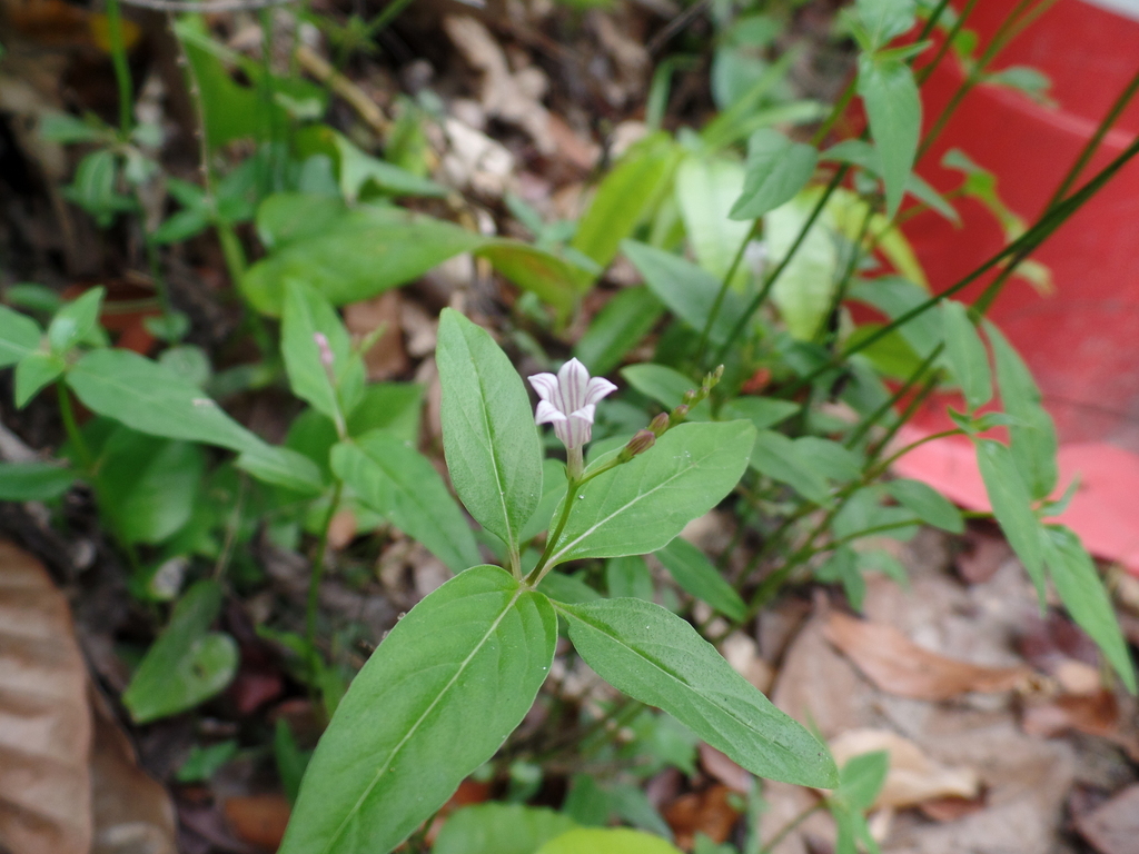 Spigelia flemmingiana