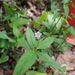 Spigelia flemmingiana - Photo (c) Arthur Macedo, algunos derechos reservados (CC BY-NC), subido por Arthur Macedo
