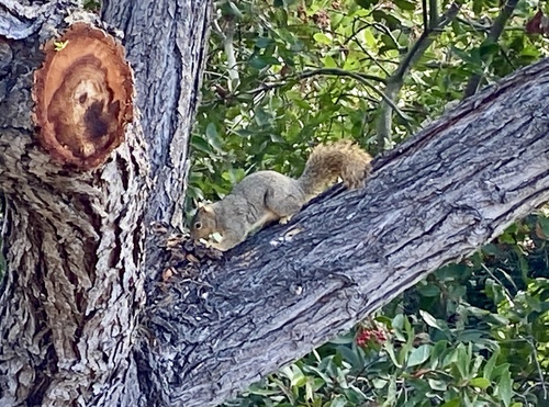 iNaturalist observation photo of Eastern Fox Squirrel