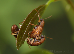 Colaspis cribricollis