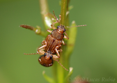 Colaspis cribricollis