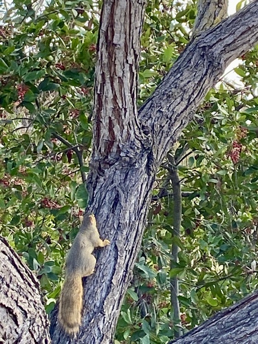 iNaturalist observation photo of Eastern Fox Squirrel