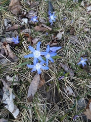 Scilla forbesii