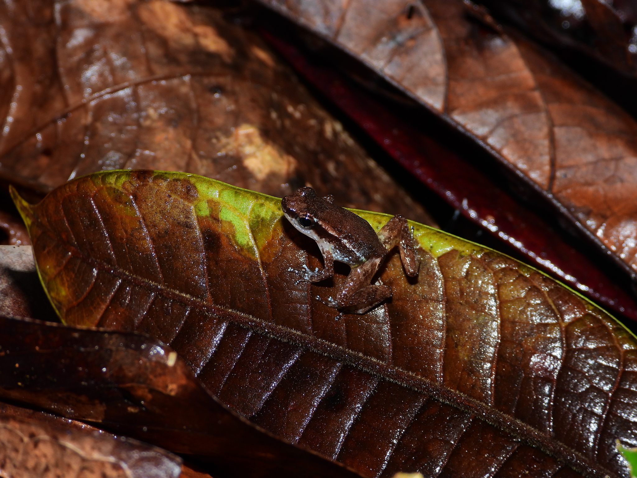 Anomaloglossus baeobatrachus (Boistel & Massary, 1999)