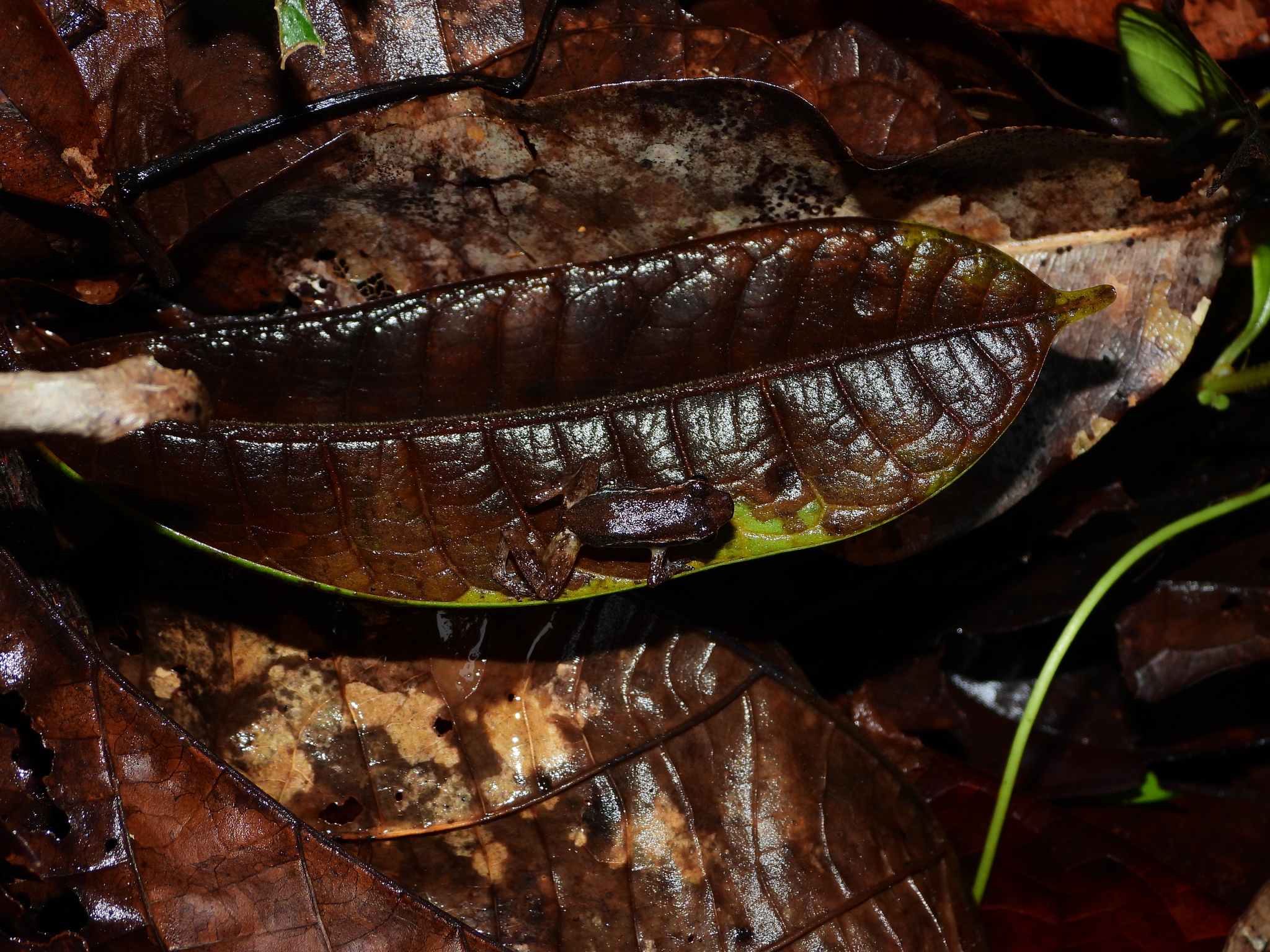 Anomaloglossus baeobatrachus (Boistel & Massary, 1999)