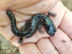 Plethodon glutinosus