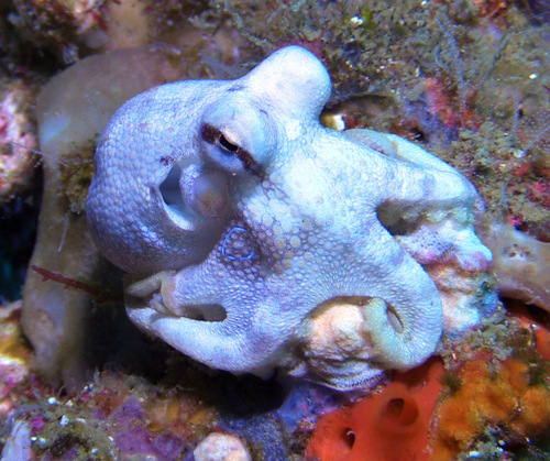 Photo of Mototi octopus (Octopus mototi)