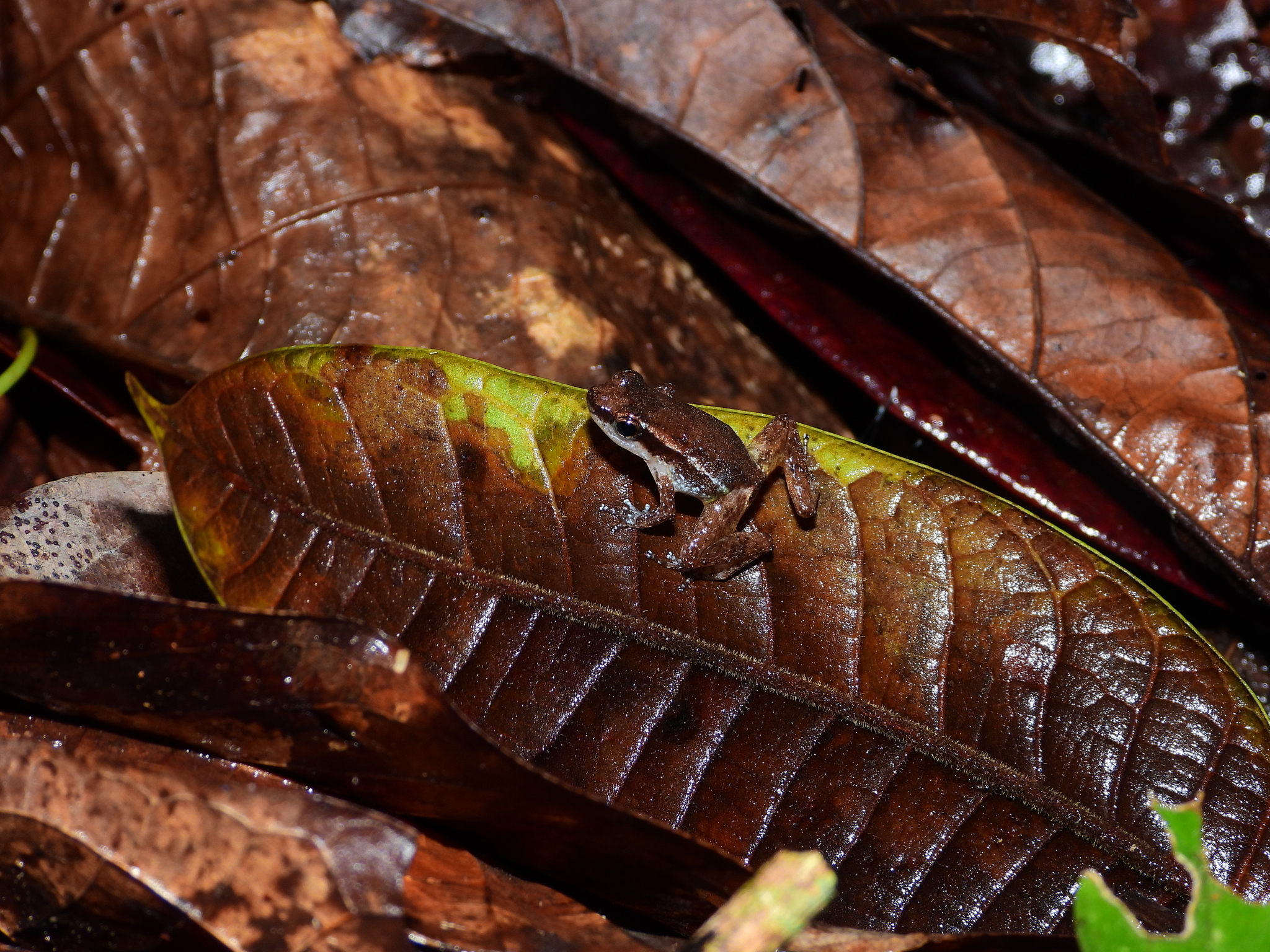 Anomaloglossus baeobatrachus (Boistel & Massary, 1999)