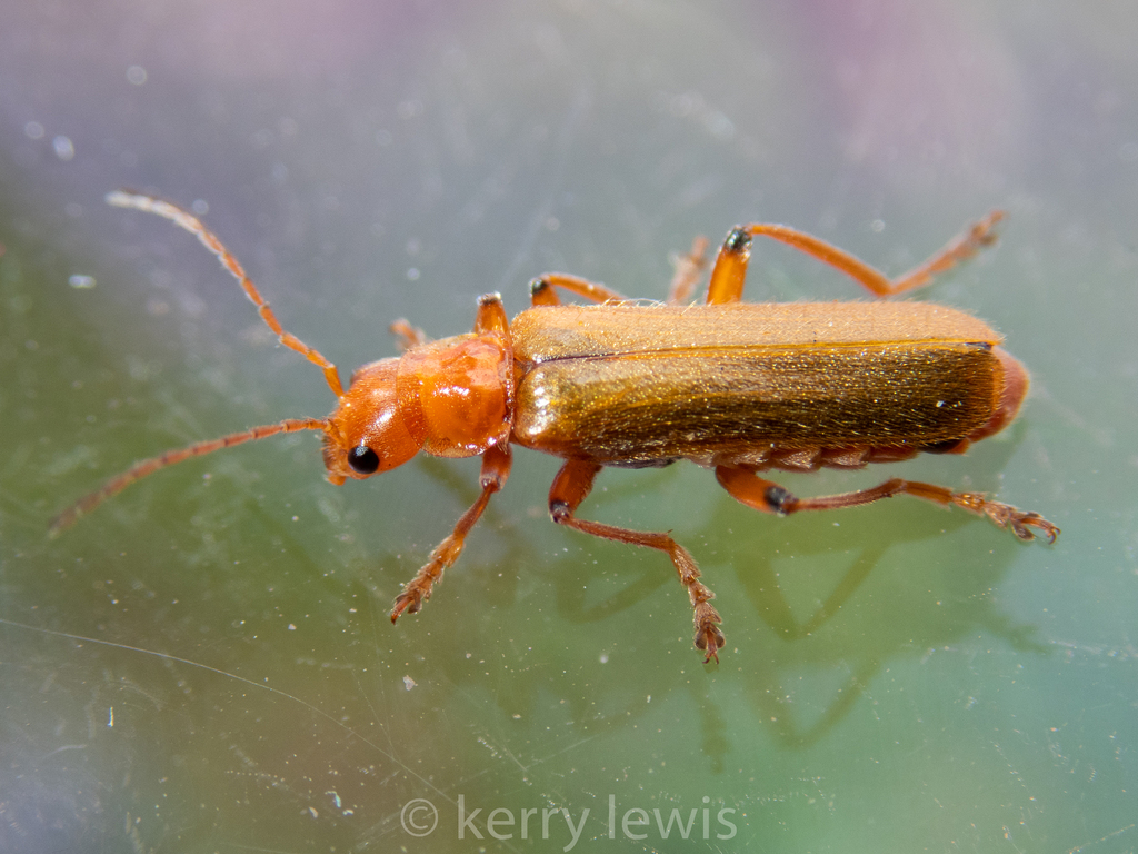 Cantharis cryptica, photo 1 of 10