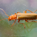 Cantharis cryptica - Photo 由 Kerry Lewis 所上傳的 (c) Kerry Lewis，保留部份權利CC BY-NC