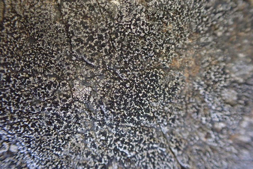 Rhizocarpon jemtlandicum