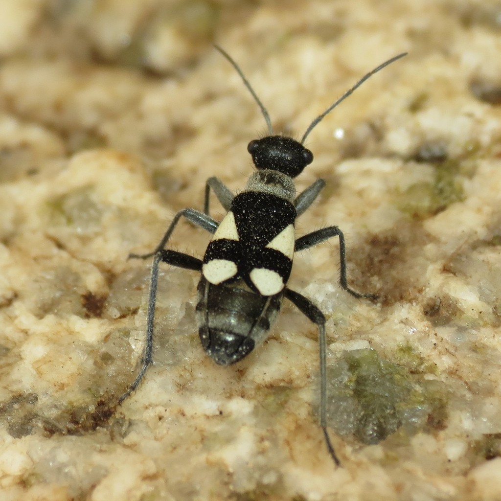 Arhaphe arguta