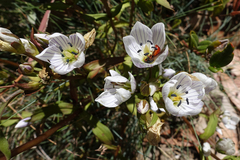 Gentianella muelleriana muelleriana
