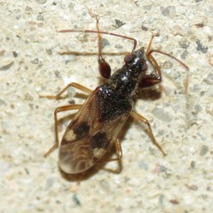 Pseudopamera nitidula