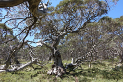 Eucalyptus pauciflora pauciflora