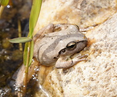 Ranoidea lesueuri