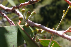 Eucalyptus pauciflora pauciflora